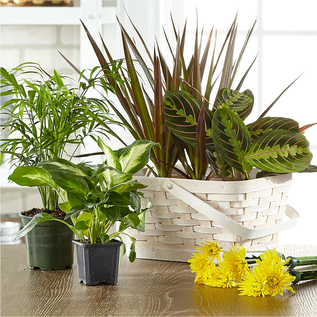 Florist Designed Blooming and Green Plants in a Basket – Oopsie Daisy Florist, Raeford NC