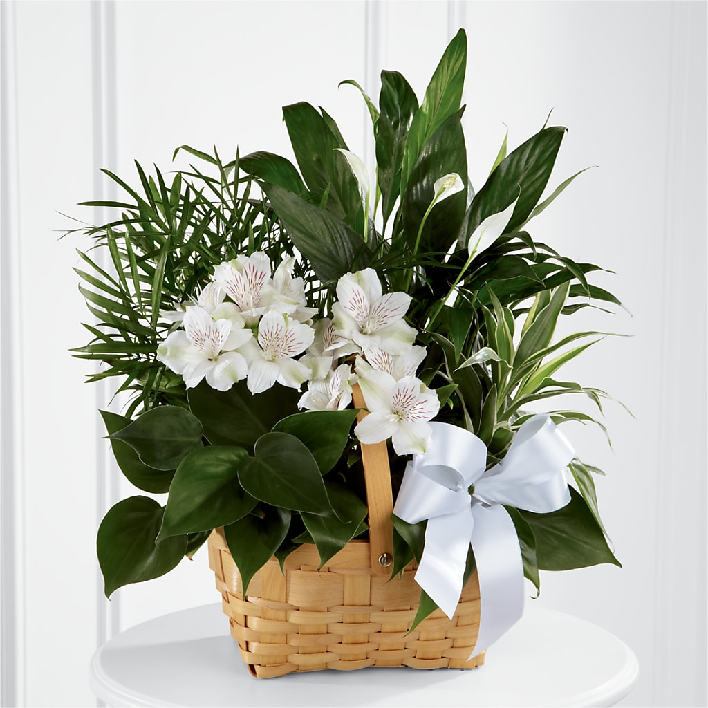 Peace & Serenity Dishgarden – Oopsie Daisy Florist, Raeford NC