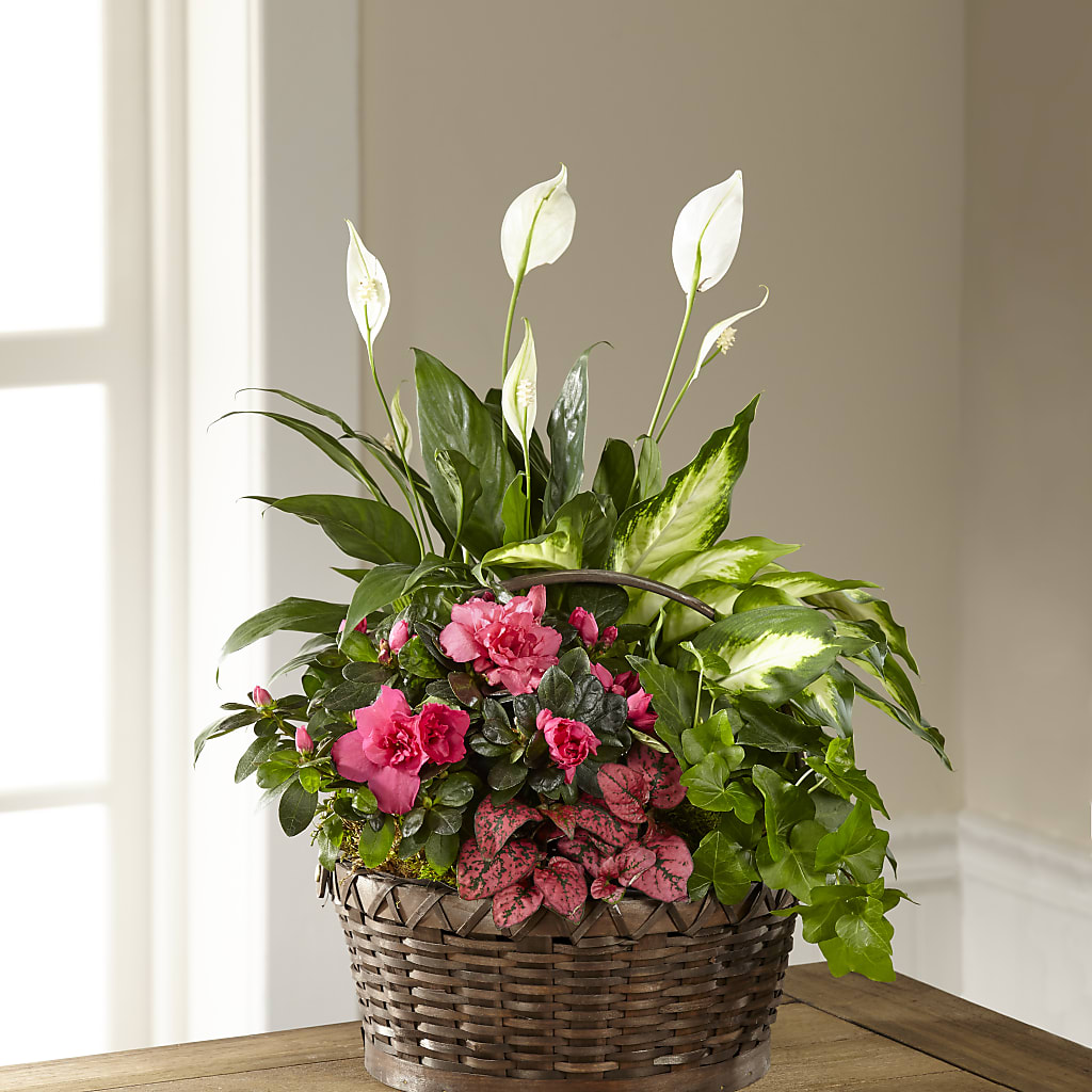 Dream in Pink Dishgarden – Oopsie Daisy Florist, Raeford NC