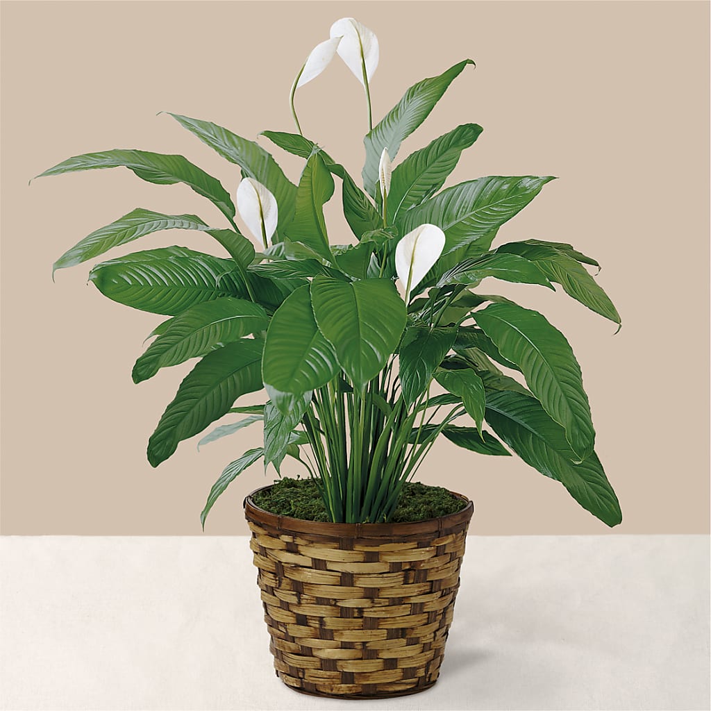Tranquil Moments Peace Lily Plant – Oopsie Daisy Florist, Raeford NC