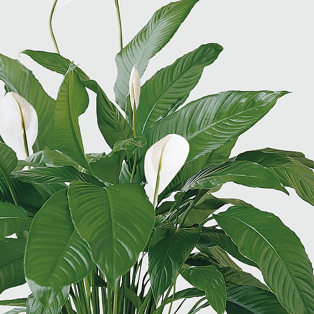 Tranquil Moments Peace Lily Plant – Oopsie Daisy Florist, Raeford NC