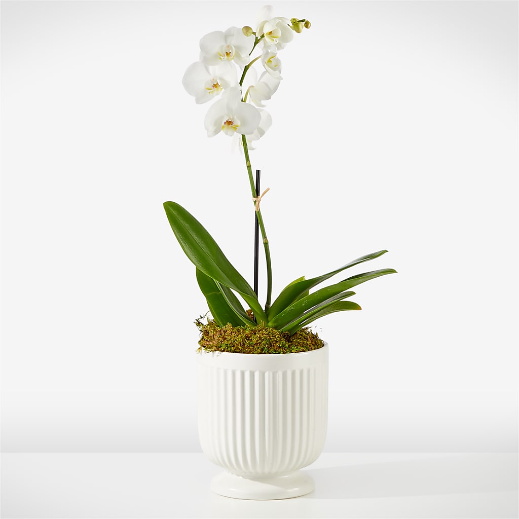 Whispering White Orchid – Oopsie Daisy Florist, Raeford NC