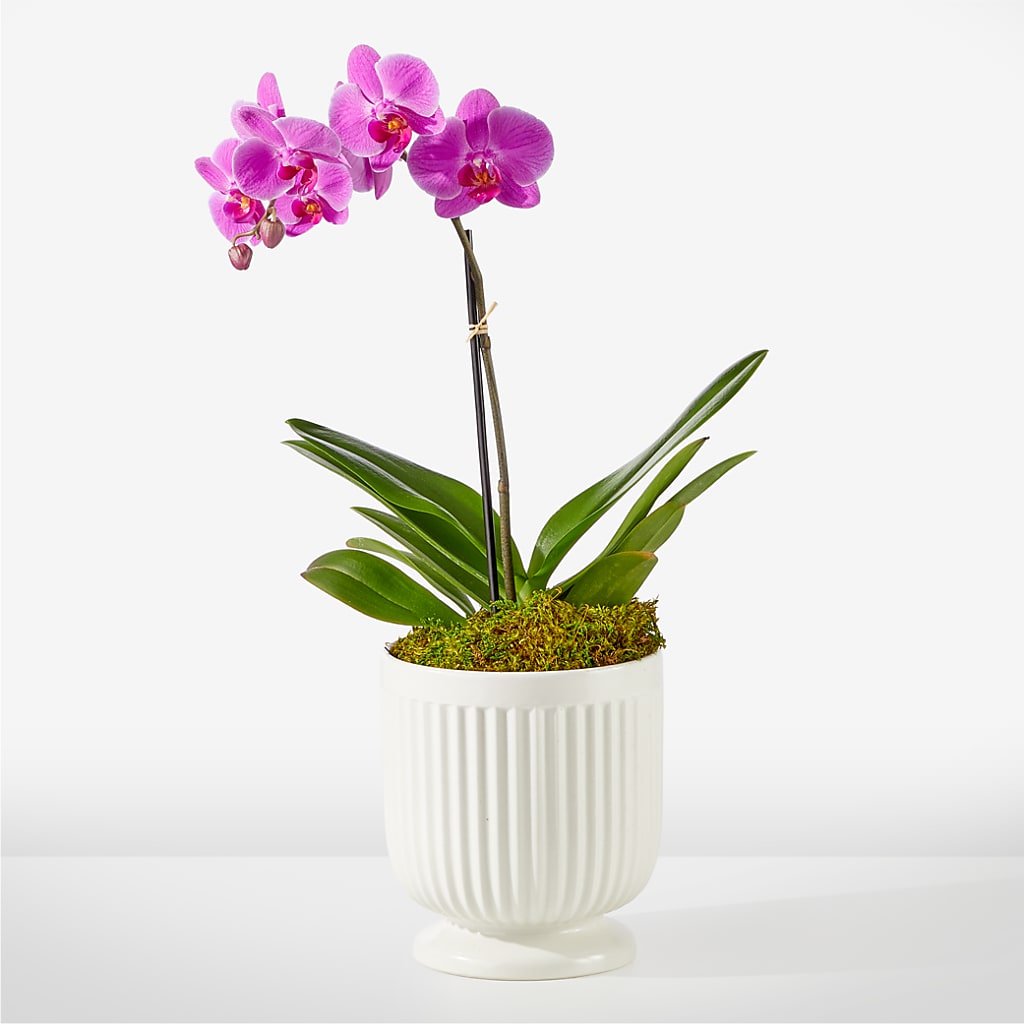 Friendly Fuchsia Orchid – Oopsie Daisy Florist, Raeford NC