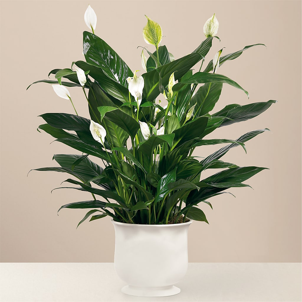 Comfort Planter – Oopsie Daisy Florist, Raeford NC