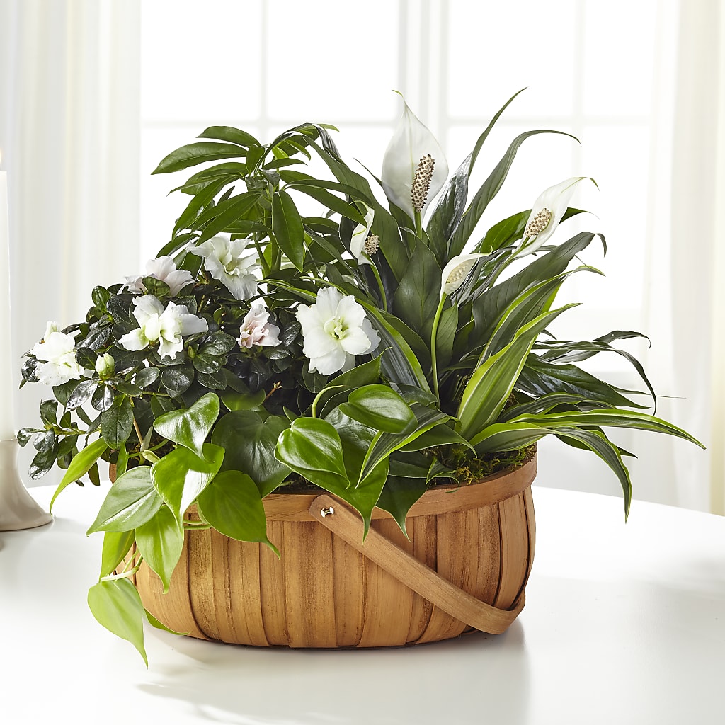 Serene Dishgarden – Oopsie Daisy Florist, Raeford NC
