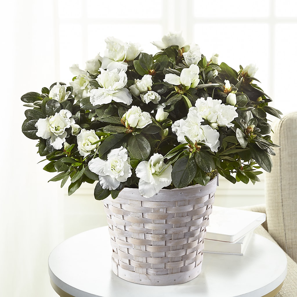 White Azalea Plant – Oopsie Daisy Florist, Raeford NC