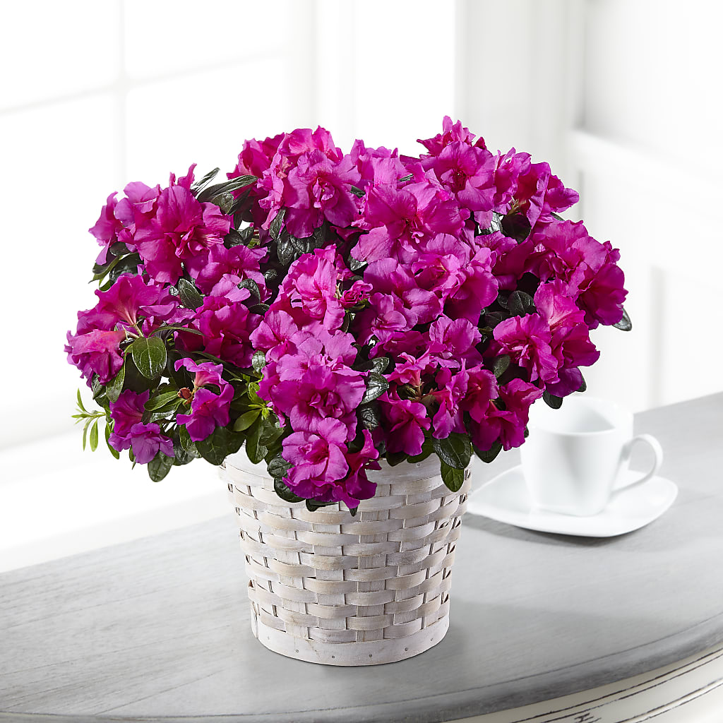 Hope & Serenity Azalea Plant – Oopsie Daisy Florist, Raeford NC
