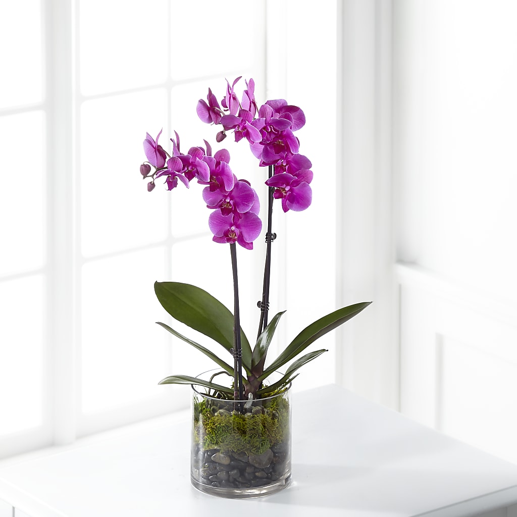 Pink Orchid Plant – Oopsie Daisy Florist, Raeford NC