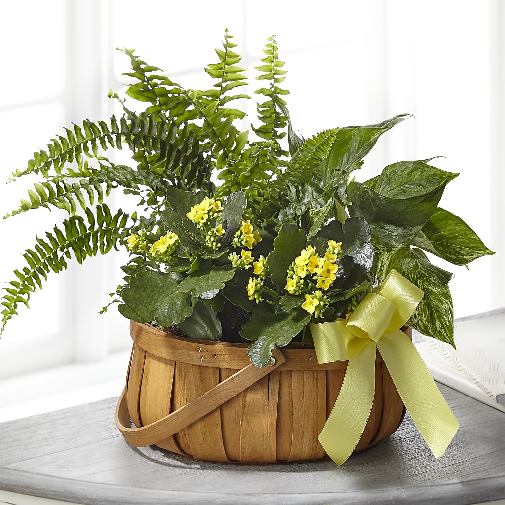 Always Dear Dishgarden – Oopsie Daisy Florist, Raeford NC