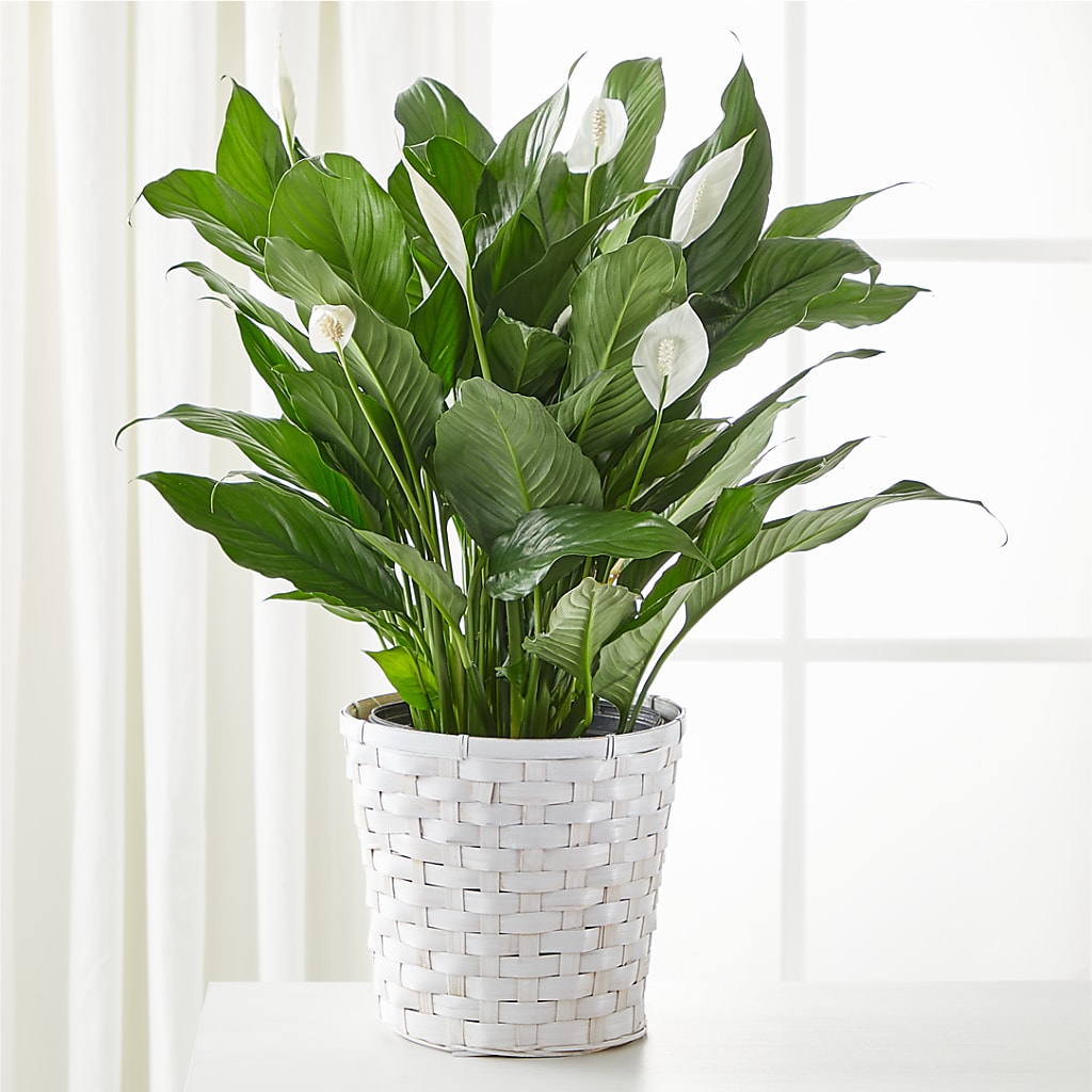 A New Leaf Peace Lily – Oopsie Daisy Florist, Raeford NC