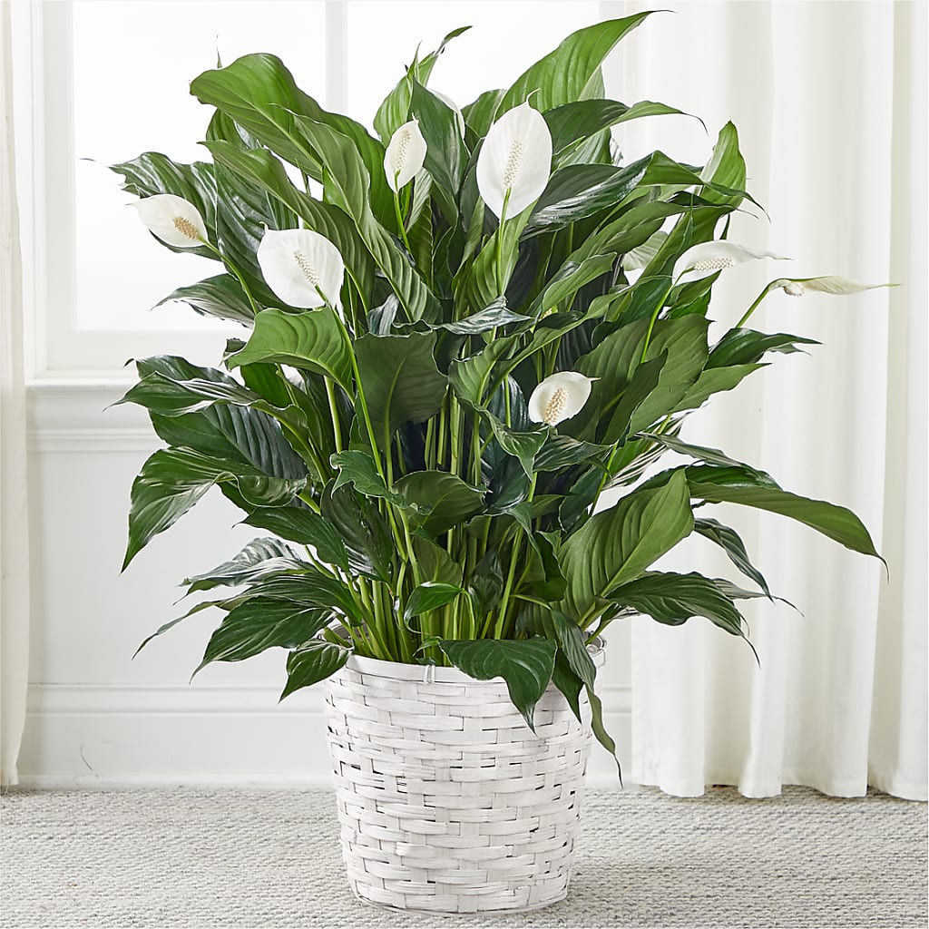 A New Leaf Peace Lily – Oopsie Daisy Florist, Raeford NC