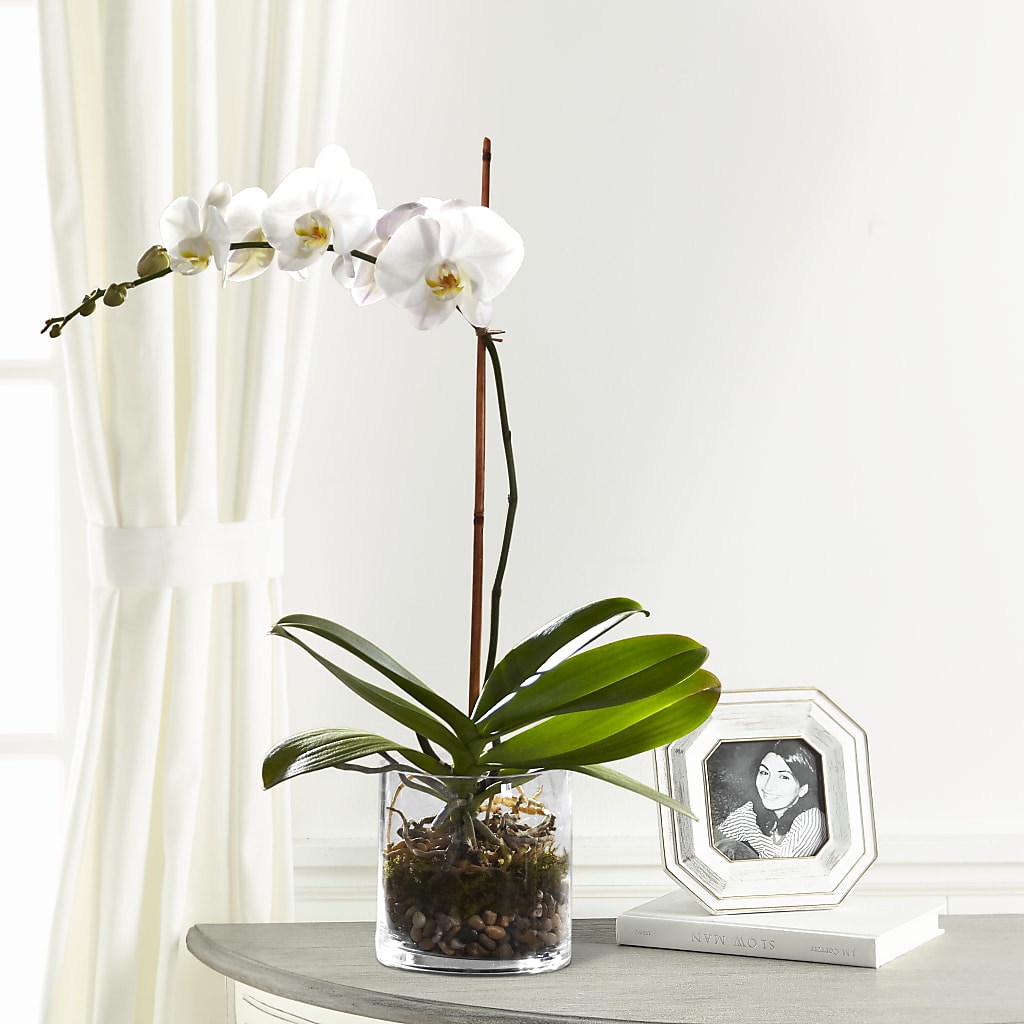 White Orchid Planter – Oopsie Daisy Florist, Raeford NC