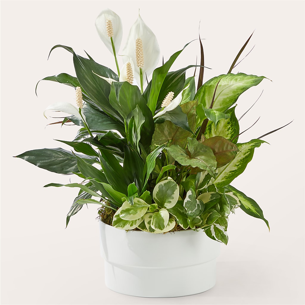 Radiating Positivity Dishgarden – Oopsie Daisy Florist, Raeford NC