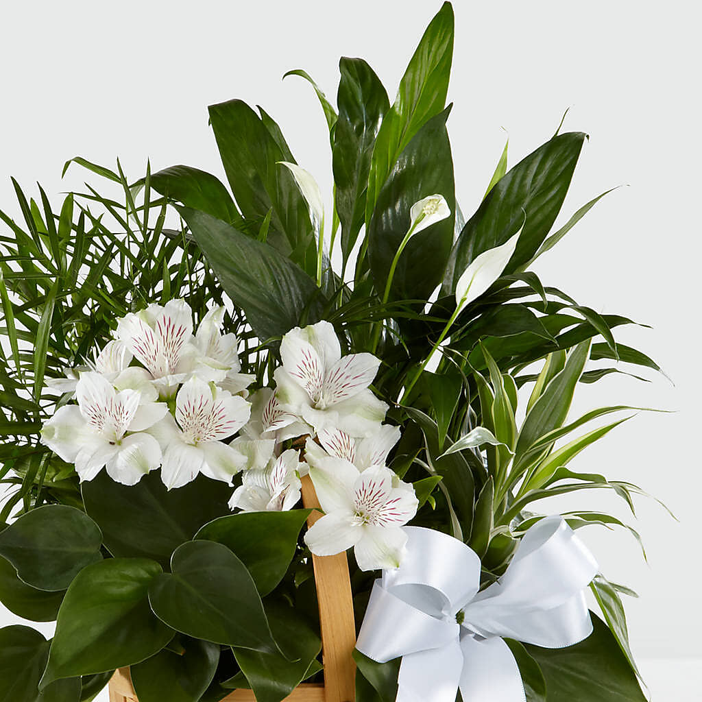 Peace & Serenity Dishgarden –  Oopsie Daisy Florist, Raeford NC