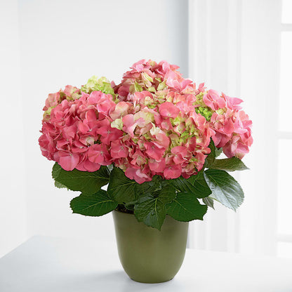 Pink Hydrangea Planter –  Oopsie Daisy Florist, Raeford NC