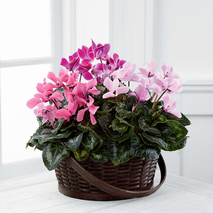 Mixed Cyclamen Planter –  Oopsie Daisy Florist, Raeford NC