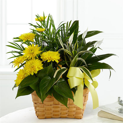 Loving Light Dishgarden –  Oopsie Daisy Florist, Raeford NC