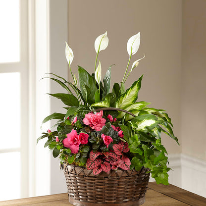 Dream in Pink Dishgarden –  Oopsie Daisy Florist, Raeford NC