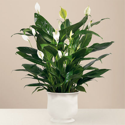 Comfort Planter –  Oopsie Daisy Florist, Raeford NC