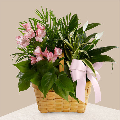 Living Spirit Dishgarden –  Oopsie Daisy Florist, Raeford NC
