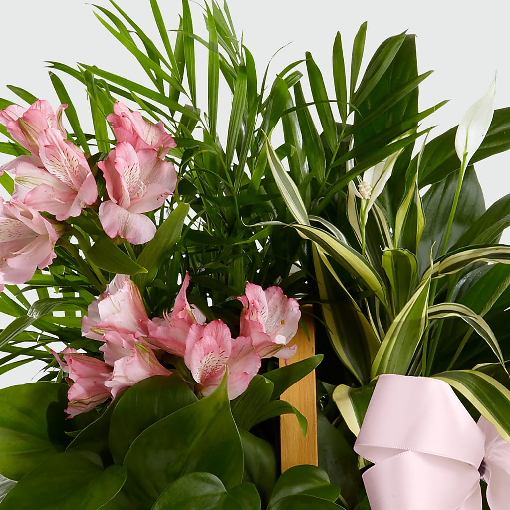 Living Spirit Dishgarden –  Oopsie Daisy Florist, Raeford NC