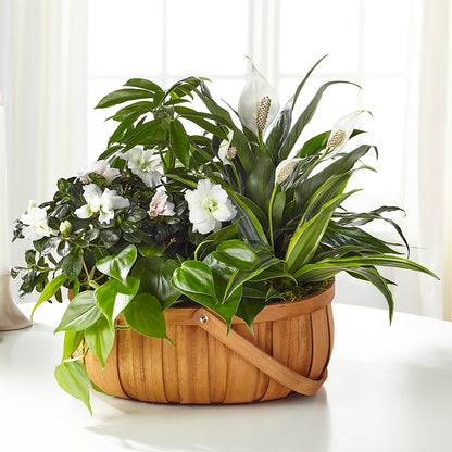 Serene Dishgarden –  Oopsie Daisy Florist, Raeford NC