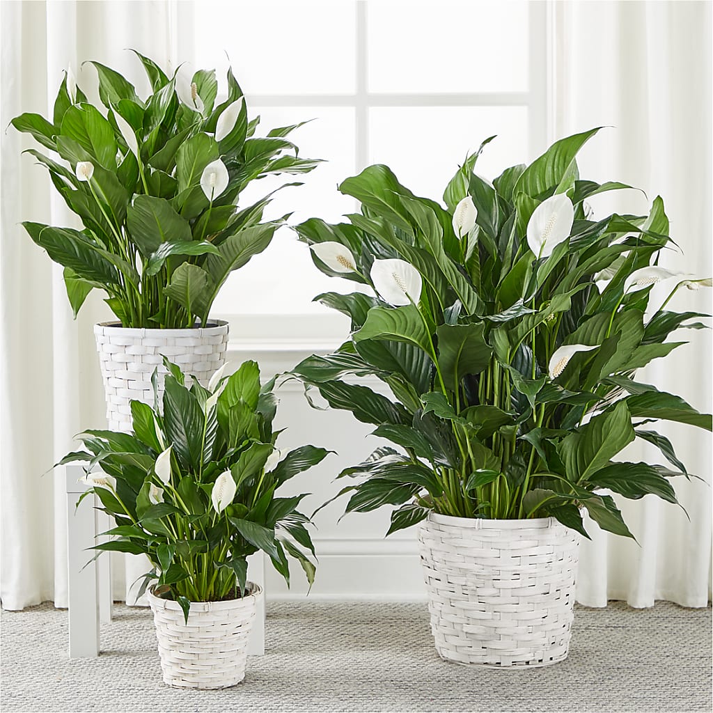 A New Leaf Peace Lily –  Oopsie Daisy Florist, Raeford NC