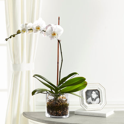 White Orchid Planter –  Oopsie Daisy Florist, Raeford NC