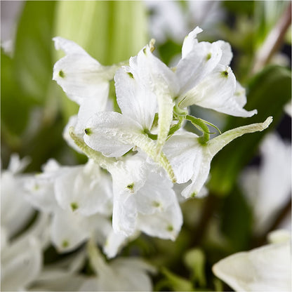 Classic Ivory – A Florist Original –  Oopsie Daisy Florist, Raeford NC